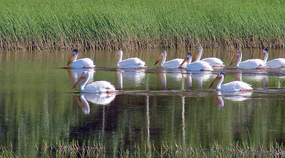 Pelicans on a lake Pelicans on a lake
